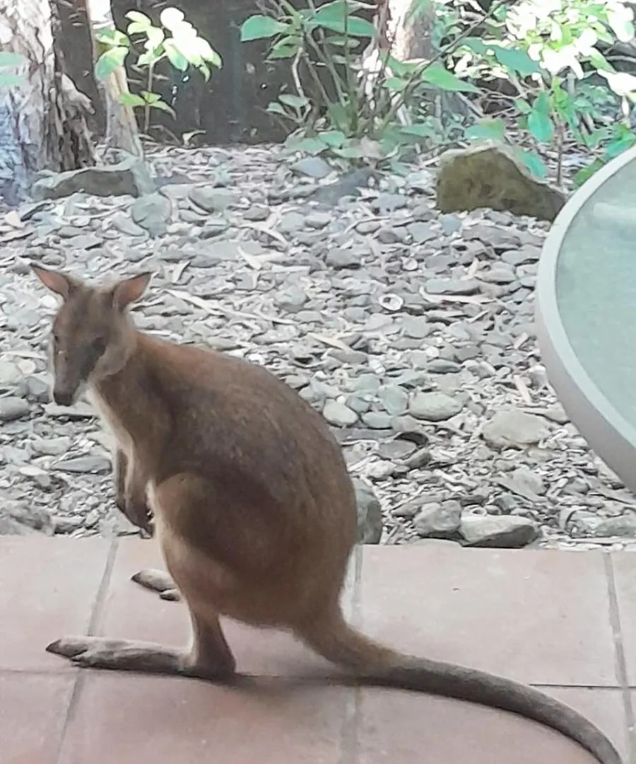 Appartement Wallaby Hideaway- Trinity Beach