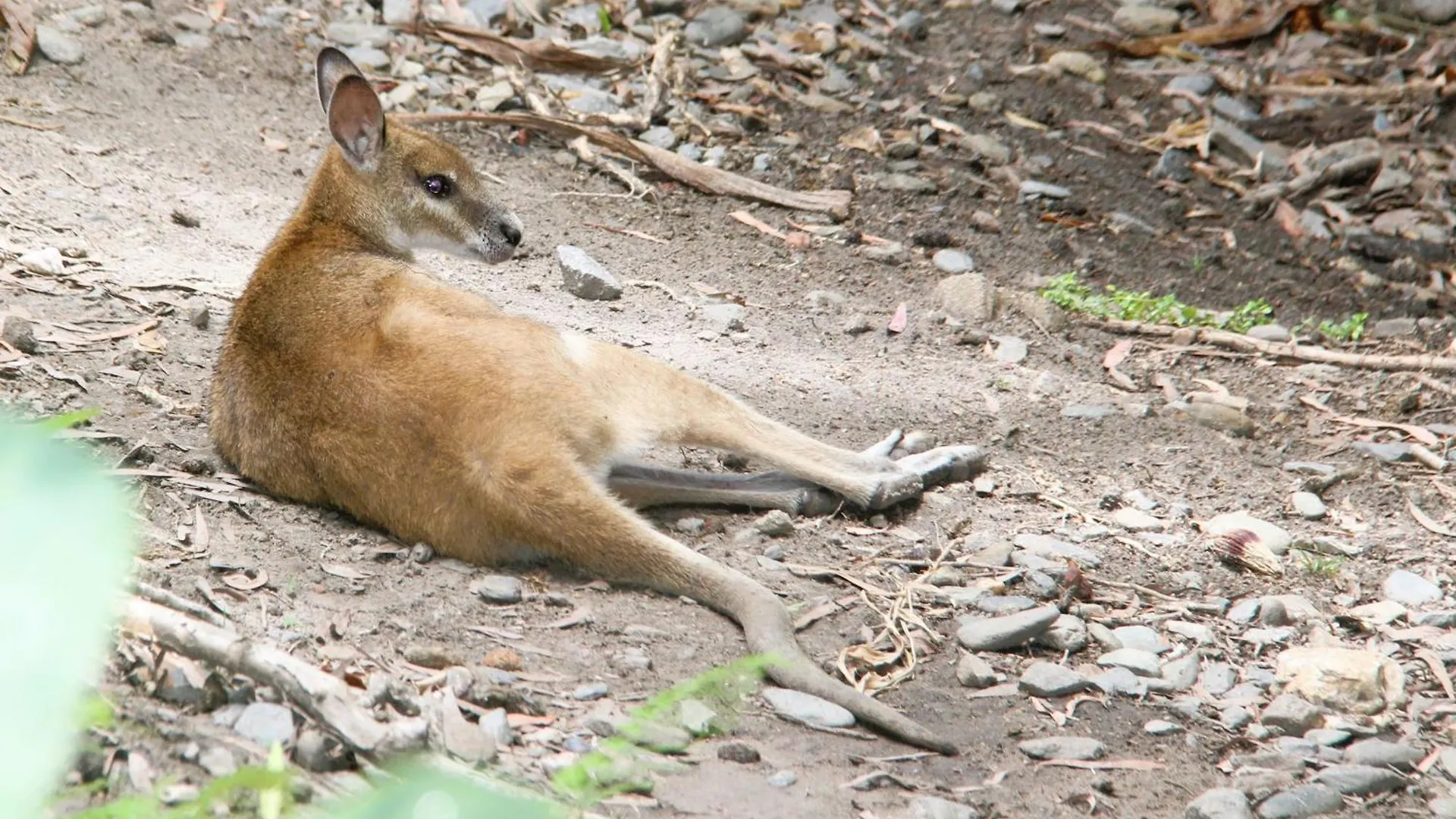 Appartement Wallaby Hideaway- Trinity Beach Australië